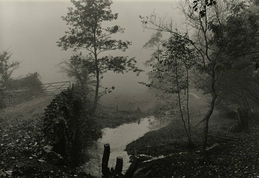 Woods near My House, Somerset c.1991 Tate Purchased 2012 © Don McCullin