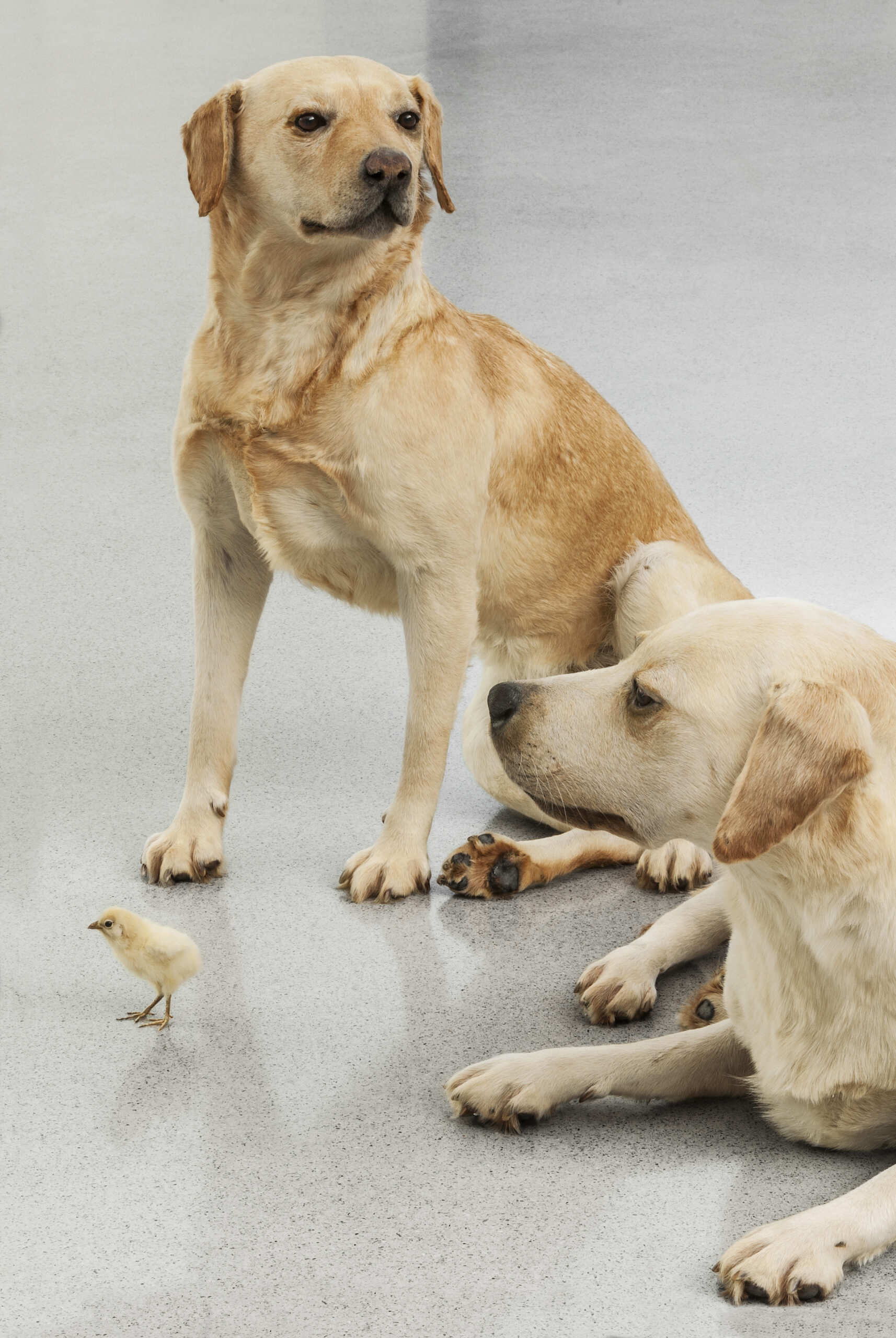 Maurizio Cattelan, Untitled, 2007 (detail) , Taxidermied labrador dogs, chick. Variable dimensions, Installation view