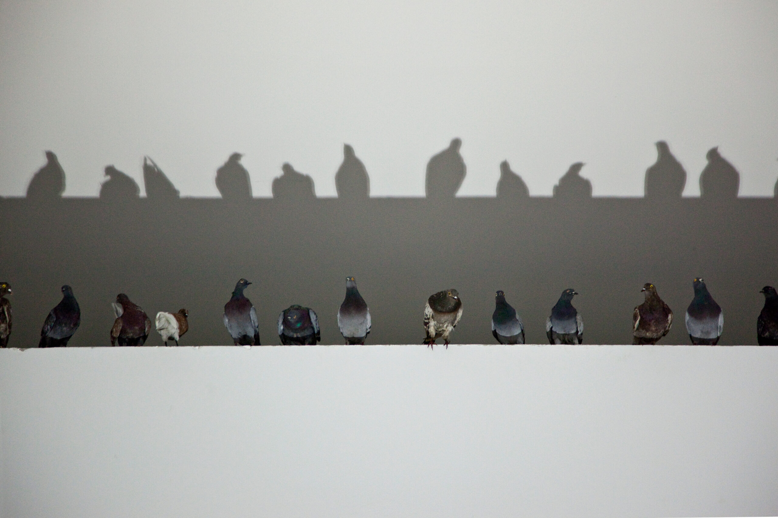 Maurizio Cattelan, Others, 2011, Taxidermied pigeons, Environmental dimensions, Installation view, 54th Venice Biennale, 2011