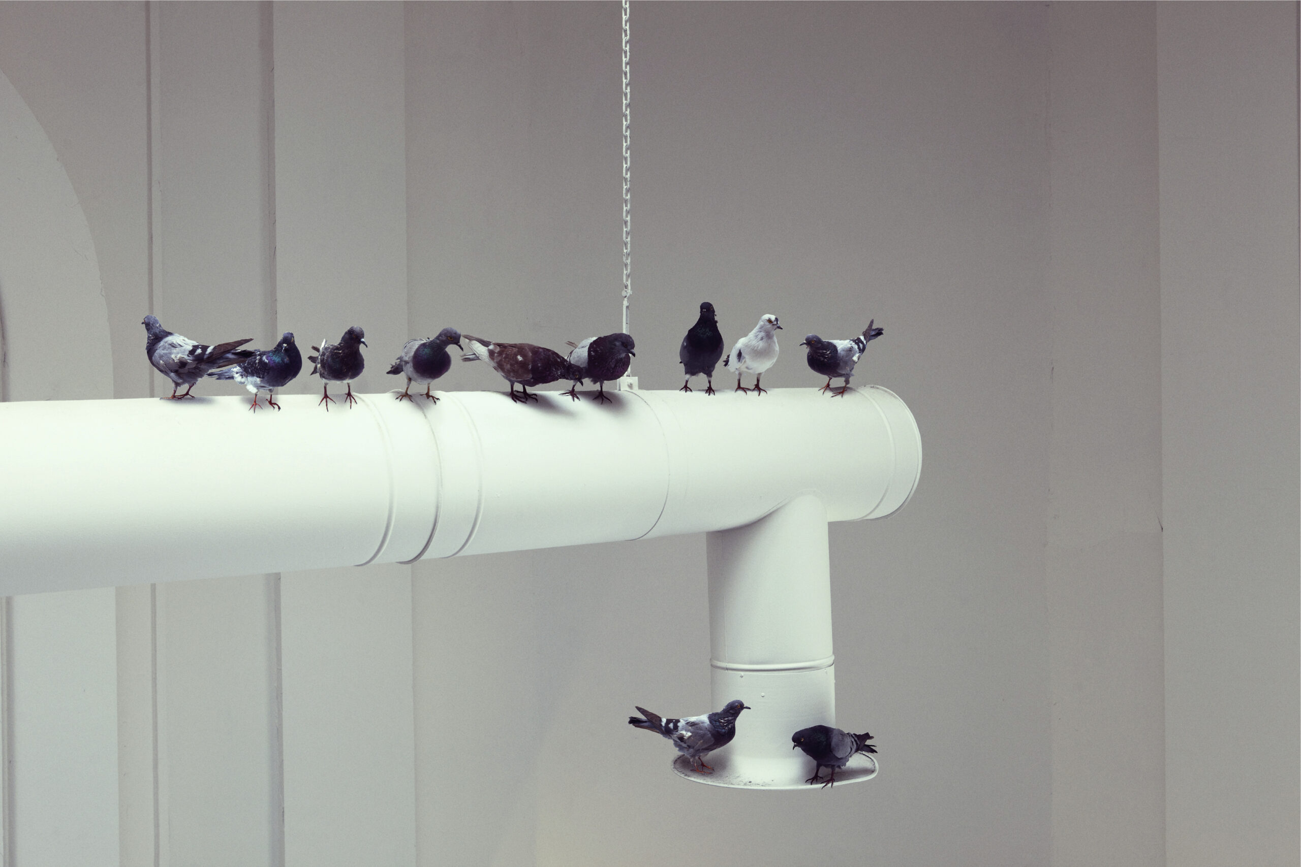 Maurizio Cattelan, Others, 2011, Taxidermied pigeons, Environmental dimensions, Installation view, 54th Venice Biennale, 2011